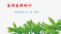 科学【人教鄂教版】一年级下册1《各种各样的叶》PPT课件（共41页）