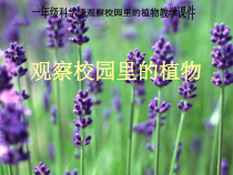 科学【人教鄂教版】一年级下册3《校园里的植物园》PPT课件（共20页）