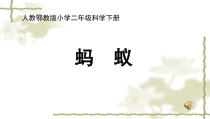 科学【人教鄂教版】二年级下册7《蚂蚁》PPT课件（共12页）