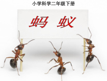 科学【人教鄂教版】二年级下册7《蚂蚁》PPT课件（共15页）