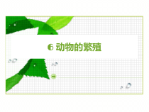 科学【2020新鄂教版】四年级上册2.6《动物的繁殖》ppt课件