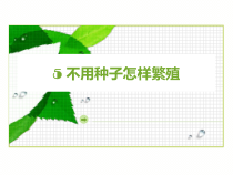科学【2020新鄂教版】四年级上册2.5《不用种子怎样繁殖》ppt课件