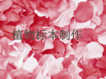 科学【人教版】小学四年级上册《制作植物标本》PPT课件