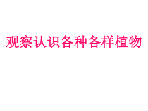 科学【人教版】小学四年级上册2.3《各种各样的植物》PPT课件