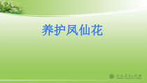 科学【鄂教版（人教）】三年级下册2.5《养护凤仙花》PPT课件