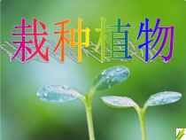 科学【人教版】三年级下册2.2《栽种植物》PPT课件
