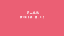 科学【人教鄂教版】三年级下册6《根 茎 叶》PPT课件 (共9页)