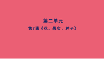 科学【人教鄂教版】三年级下册7《花、果实、种子》PPT课件 (共13页