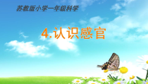 科学【苏教版】小学一年级上册第四课《认识感官》PPT课件4