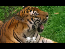 科学【苏教版】一年级下册第十课《形形色色的动物》PPT课件5