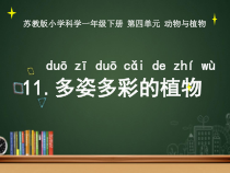 科学【苏教版】一年级下册第十一课《多姿多彩的植物》PPT课件6