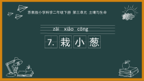 科学【苏教版】二年级下册3.7《栽小葱》PPT课件2