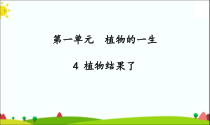 2020新科学【苏教版】三年级下册4《植物结果了》PPT课件（共25页）