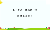 2020新科学【苏教版】三年级下册2《幼苗长大了》PPT课件（共21页）