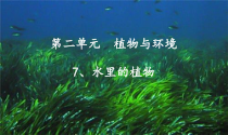 科学【苏教版】三年级下册《水里的植物》PPT课件