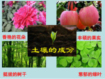 科学【苏教版】三年级上册4《土壤的成分》PPT课件(共14页）