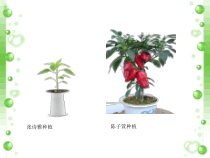科学【苏教版】三年级上册6《肥沃的土壤》PPT课件(共17页）