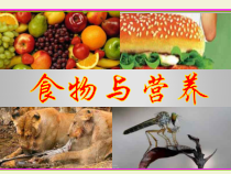 科学【苏教版】三年级上册19《食物与营养》PPT课件(共17页）