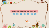 科学【湘科版】一年级下册3.2《观察身边的动物》优质课件（共28页）