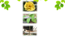 科学【湘科版】一年级下册4.2《观察身边的植物》PPT课件（共9页）