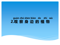 科学【湘科版】一年级下册4.2《观察身边的植物》PPT课件（共17页）