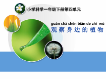 科学【湘科版】一年级下册4.2《观察身边的植物》PPT课件（共26页）