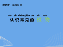 科学【湘科版】一年级下册4.2《观察身边的植物》PPT课件（共21页）