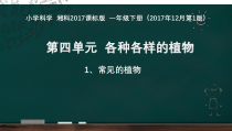 科学【湘科版】一年级下册4.2《观察身边的植物》PPT课件4（共19页）