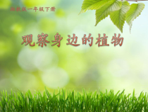 科学【湘科版】一年级下册4.2《观察身边的植物》PPT课件6（共26页）