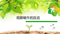 科学【湘科版】二上《观察蜗牛的反应》PPT课件2