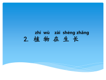 科学【湘科版】二年级下册2.2《植物在生长》PPT课件5（共10页）
