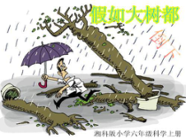 科学【湘科版】六上《假如大树都倒下之森林与土壤》PPT课件