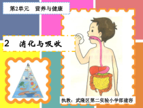 科学【湘科版】六上《消化与吸收》PPT课件 (9)