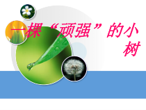 科学【湘科版】六上《一棵“顽强”的小树》PPT课件 (5)