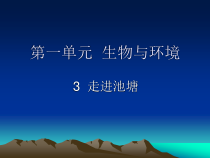 科学【湘科版】六上《走进池塘》PPT课件 (4)