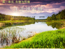 科学【湘科版】六上《走进池塘》PPT课件 (2)