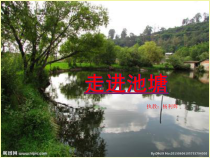 科学【湘科版】六上《走进池塘》PPT课件