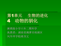 科学【湘科版】六下《动物的驯化》PPT课件 (2)