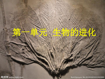 科学【湘科版】六下《生命的历程》PPT课件 (6)