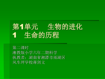 科学【湘科版】六下《生命的历程》PPT课件 (14)