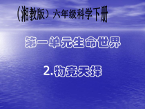 科学【湘科版】六下《物竞天择》PPT课件 (2)