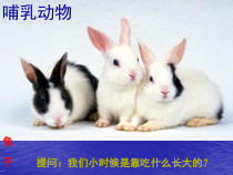新湘科版科学三年级上册2.4《哺乳动物》PPT课件（共14页）