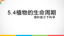 科学【2020新湘教版】三年级下册5.4《植物的生命周期》ppt课件