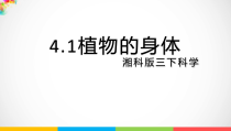 科学【2020新湘教版】三年级下册4.1《植物的身体》ppt课件