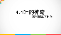 科学【2020新湘教版】三年级下册4.4《叶的神奇》ppt课件