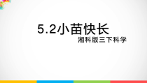 科学【2020新湘教版】三年级下册5.2《小苗快长》ppt课件