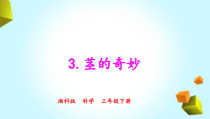 2020新湘科版三年级下册科学4.3《茎的奇妙》PPT课件(共17页含视频）
