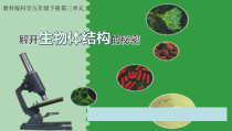 科学【湘科版】五年级下册《解开生物体结构的秘密》PPT课件 (3)