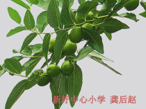 科学【湘科版】五年级下册《四季是怎样形成的》PPT课件 (5)