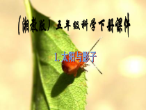 科学【湘科版】五年级下册《太阳与影子》PPT课件 (5)